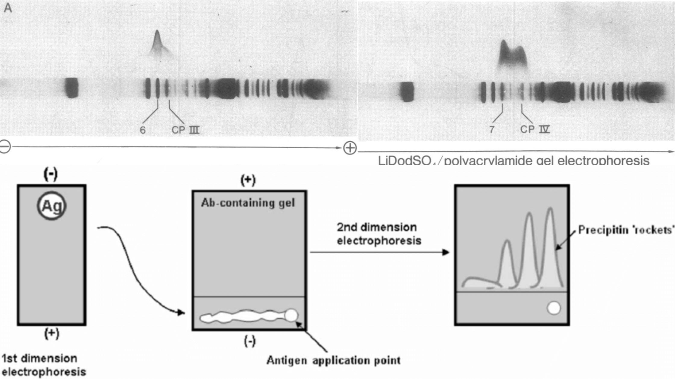 Two-Dimensional (Crossed) lmmunoelectrophoresis (2D)