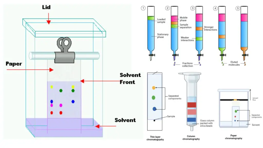 Types of Chromatography - Definition, Principle, Steps, Uses - Biology ...