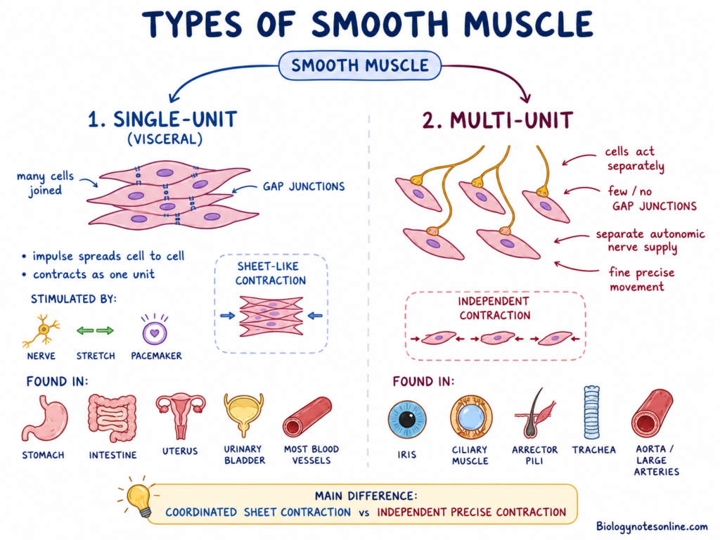 Types of Smooth Muscle