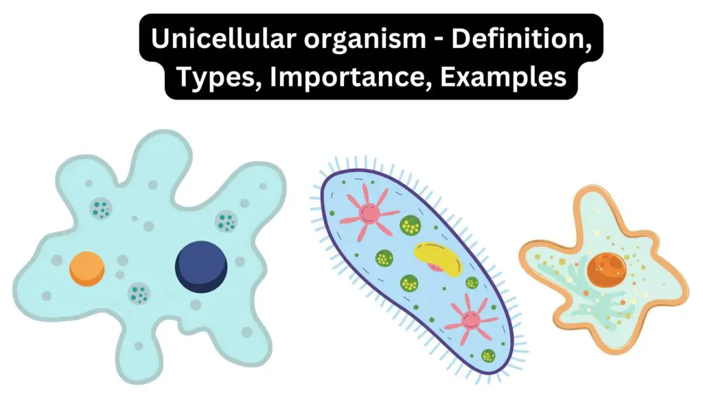 Unicellular organism - Definition, Types, Importance, Examples ...