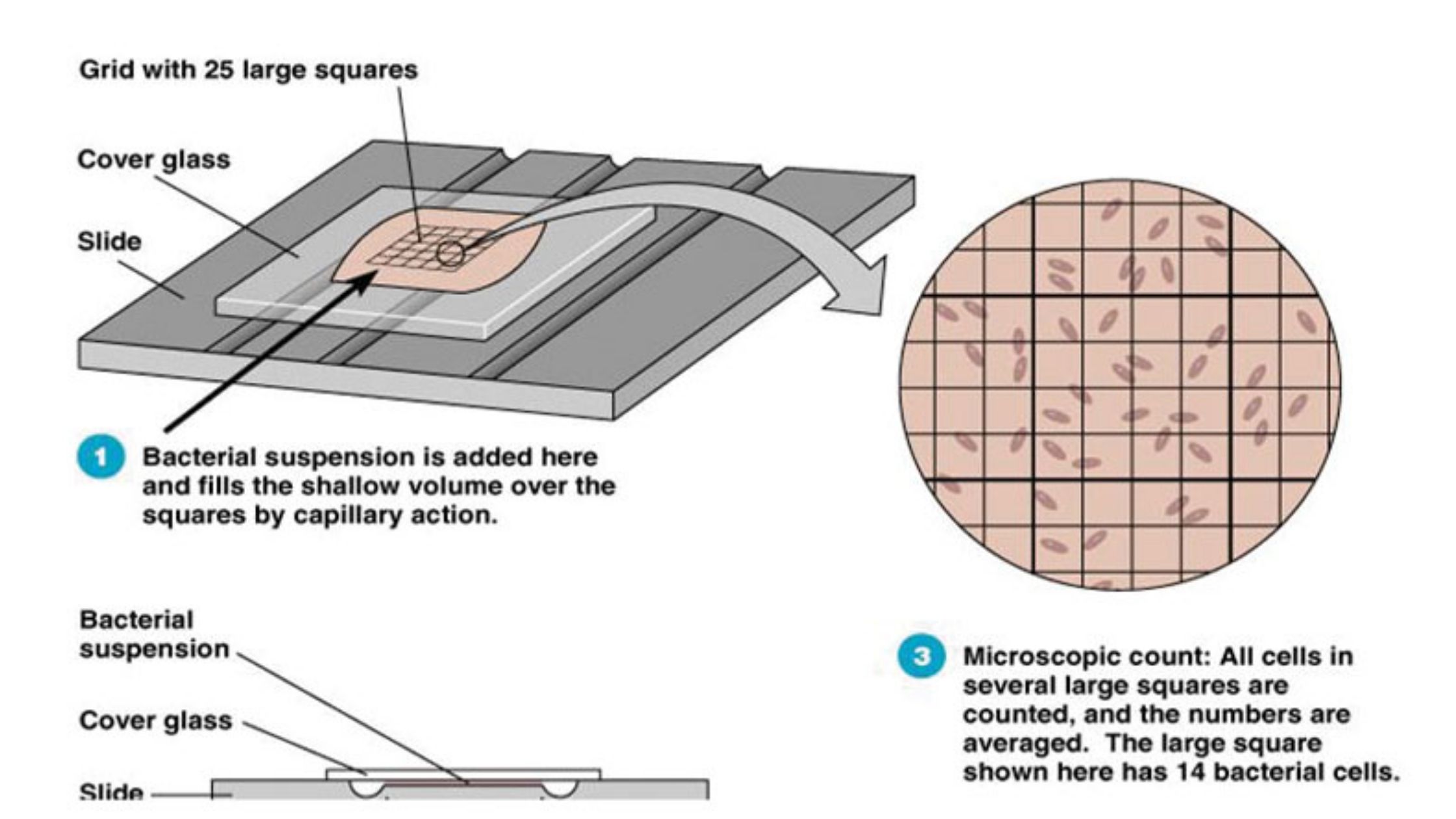 Direct Microscopic Count (DMC) Advantage, Disadvantage.