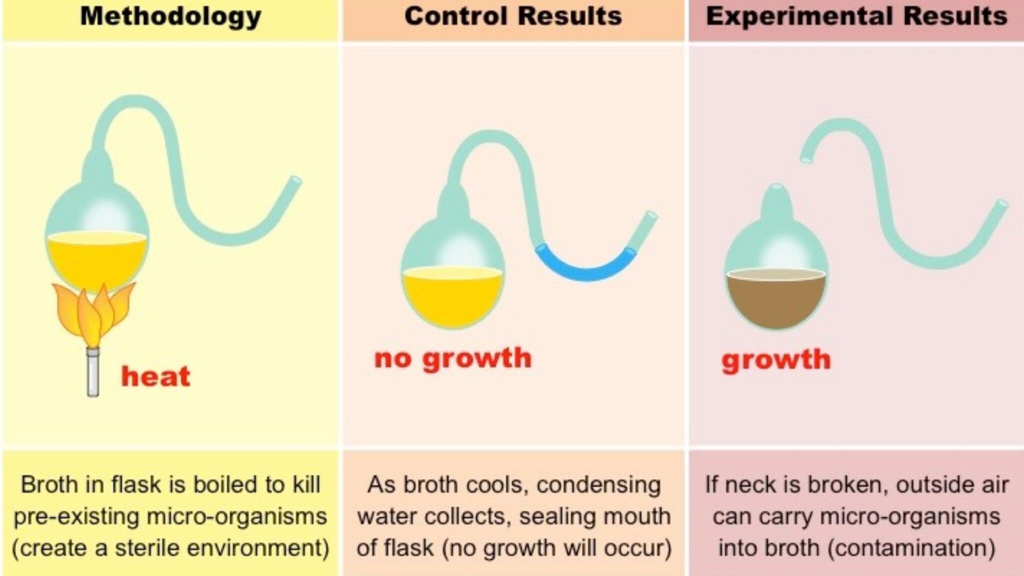 Spontaneous Generation Definition Experiments Importance Biology