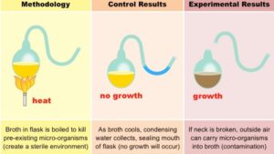 Spontaneous Generation – Definition, Experiments, Importance
