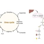 Urea Cycle - Steps, Reactions, Enzymes, Products, Regulation