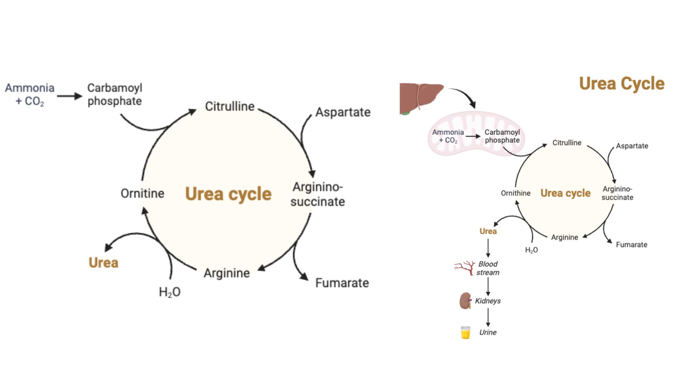 Urea Cycle - Steps, Reactions, Enzymes, Products, Regulation