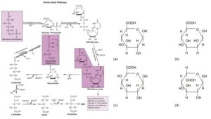Uronic Acid Pathway – Definition, Enzymes, Steps, Importance