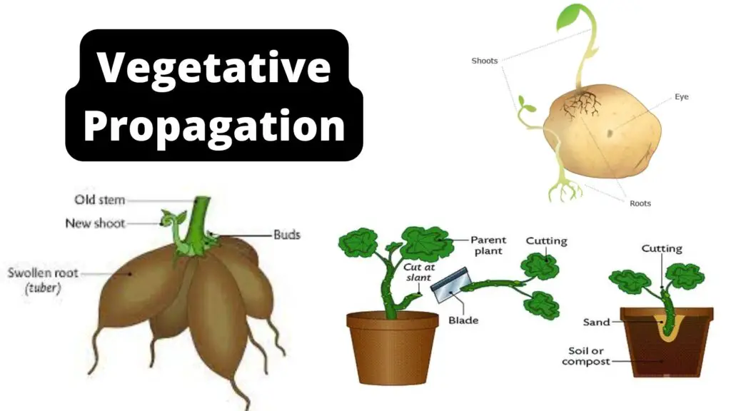 Vegetative Propagation - Definition, Types, Methods, Advantages ...