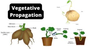 Vegetative Propagation – Definition, Types, Methods, Advantages