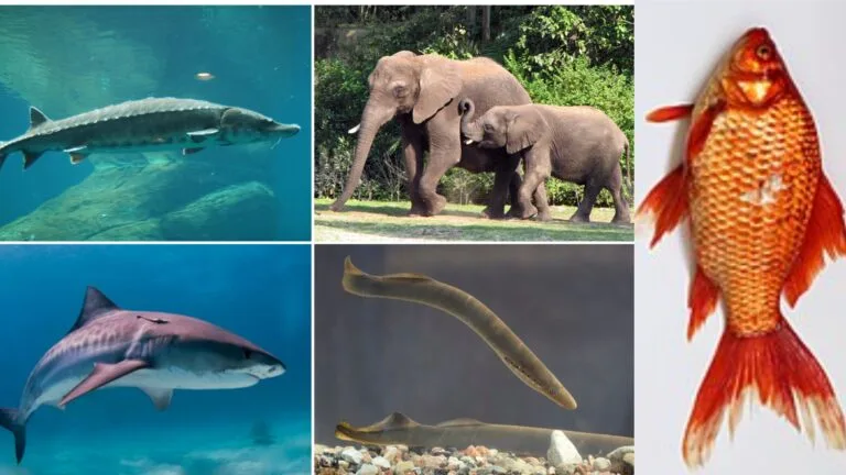 Vertebrata – Definition, Classification, Characteristics, Features