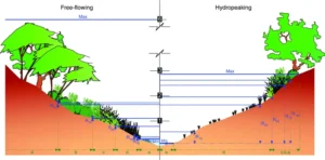Vertical Zonation – Definition, Types, Causes, Factors, Examples