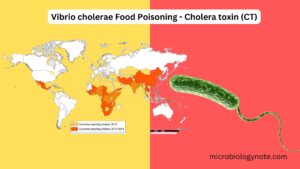 Vibrio cholerae Food Poisoning – Cholera toxin (CT)