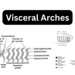 Visceral-Arches