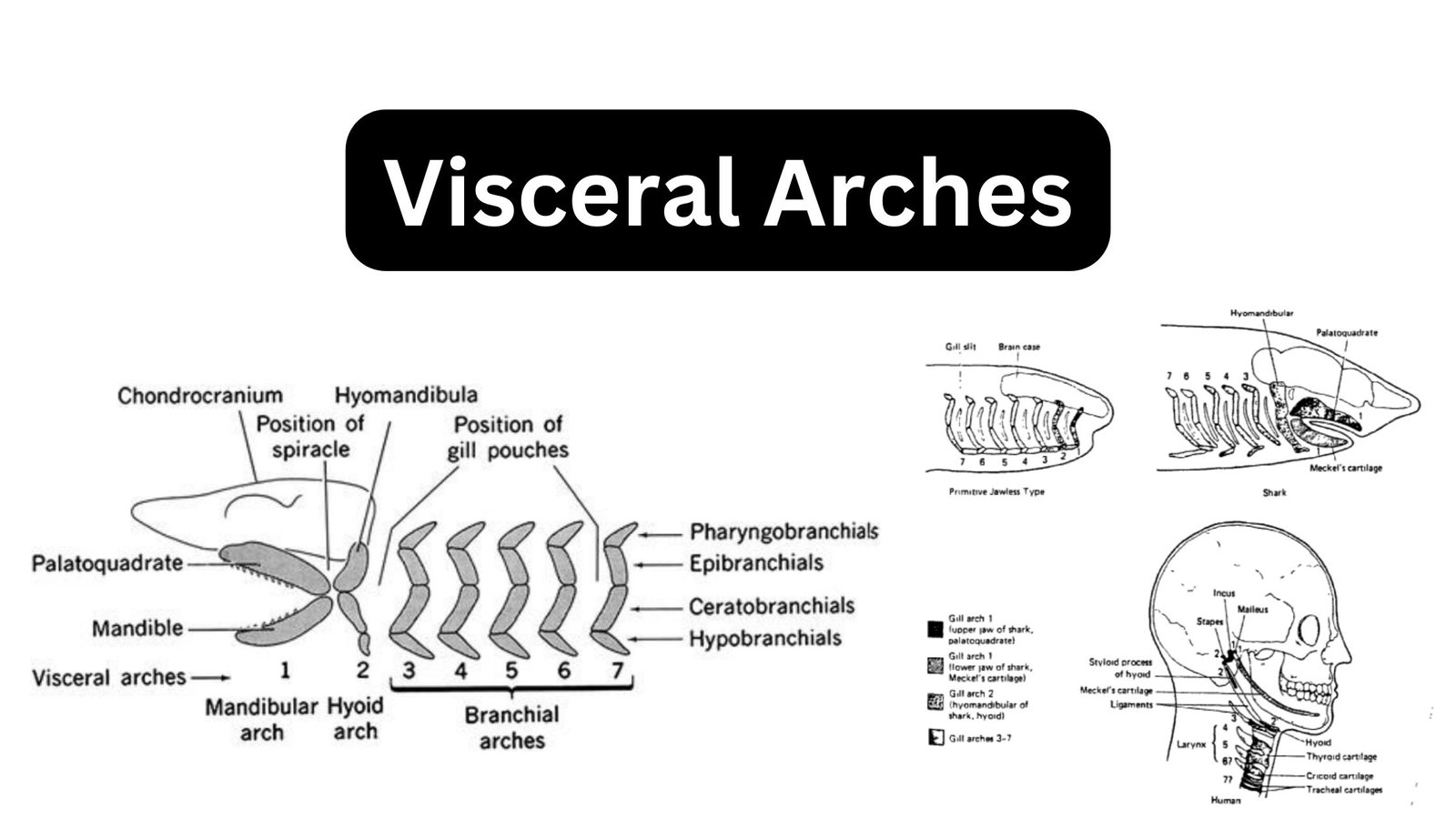 Visceral-Arches