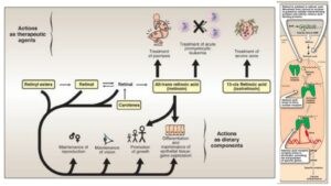 Vitamin A – Structure, Functions, Properties, Source and deficiency