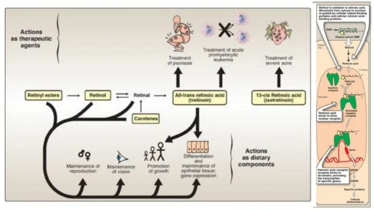 Vitamin A - Structure, Functions, Properties, Source and deficiency