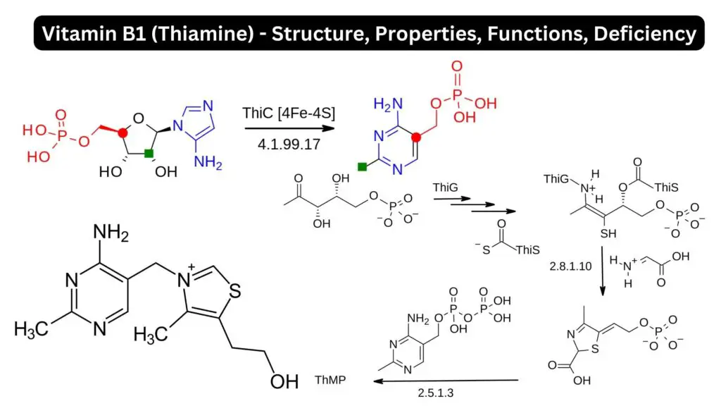 Vitamin B1 (Thiamine) - Structure, Properties, Functions, Deficiency ...