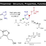 Vitamin B1 (Thiamine) - Structure, Properties, Functions, Deficiency