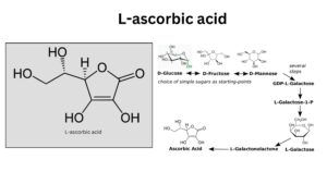 Vitamin C (Ascorbic Acid) – Structure, Properties, Functions, Deficiency
