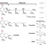 Vitamin E - Structure, Functions, Synthesis, Deficiency