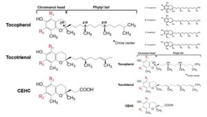 Vitamin E – Structure, Functions, Synthesis, Deficiency