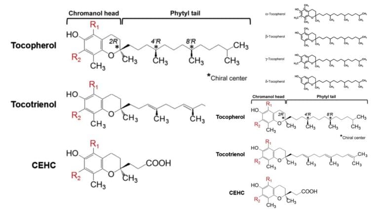 Vitamin E - Structure, Functions, Synthesis, Deficiency