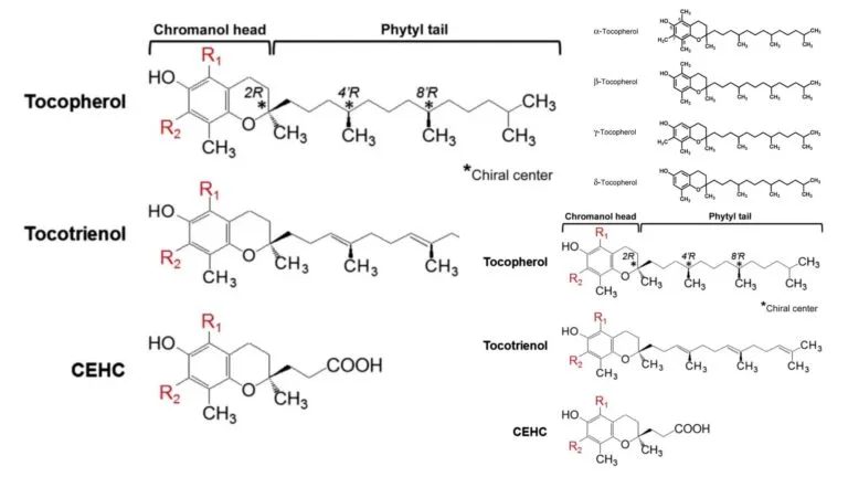 Vitamin E - Structure, Functions, Synthesis, Deficiency