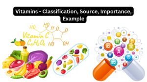Vitamins – Classification, Source, Importance, Example