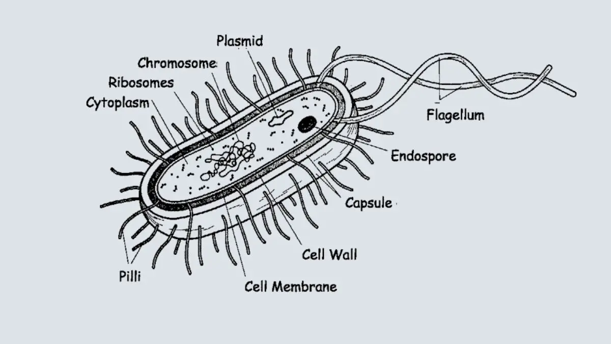 What is bacteria? Types, Structure, Shapes, Morphology, Nutrition, Growth, Habitat, Reproduction, Examples.