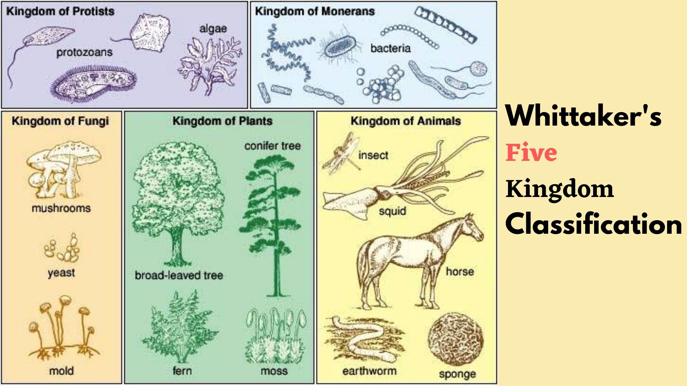 Whittaker's Five Kingdom Classification - Criteria, Advantages and Limitations