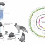 Yersinia Pestis - Definition, Structure, Genome, Transmission, Pathogenesis, Treatment