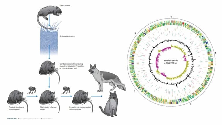 Yersinia Pestis - Definition, Structure, Genome, Transmission, Pathogenesis, Treatment