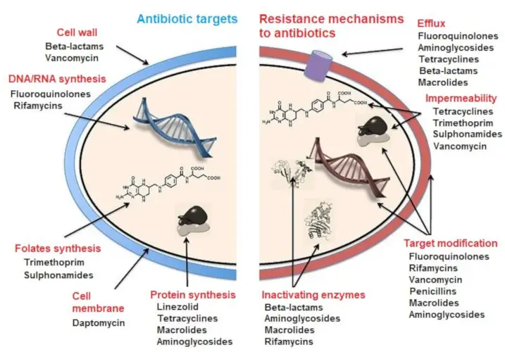 Antibiotic Resistance - Definition, Mechanism, Example.