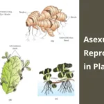 Asexual Reproduction in Plants - Definition, Methods