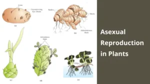 Asexual Reproduction in Plants – Definition, Methods