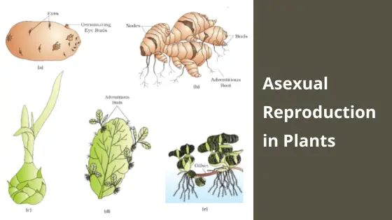 Asexual Reproduction in Plants - Definition, Methods