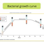 Bacterial Growth Curve - Definition, Phases, Calculations, Factors, Importance