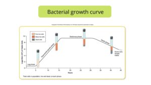 Bacterial Growth Curve – Definition, Phases, Calculations, Factors, Importance