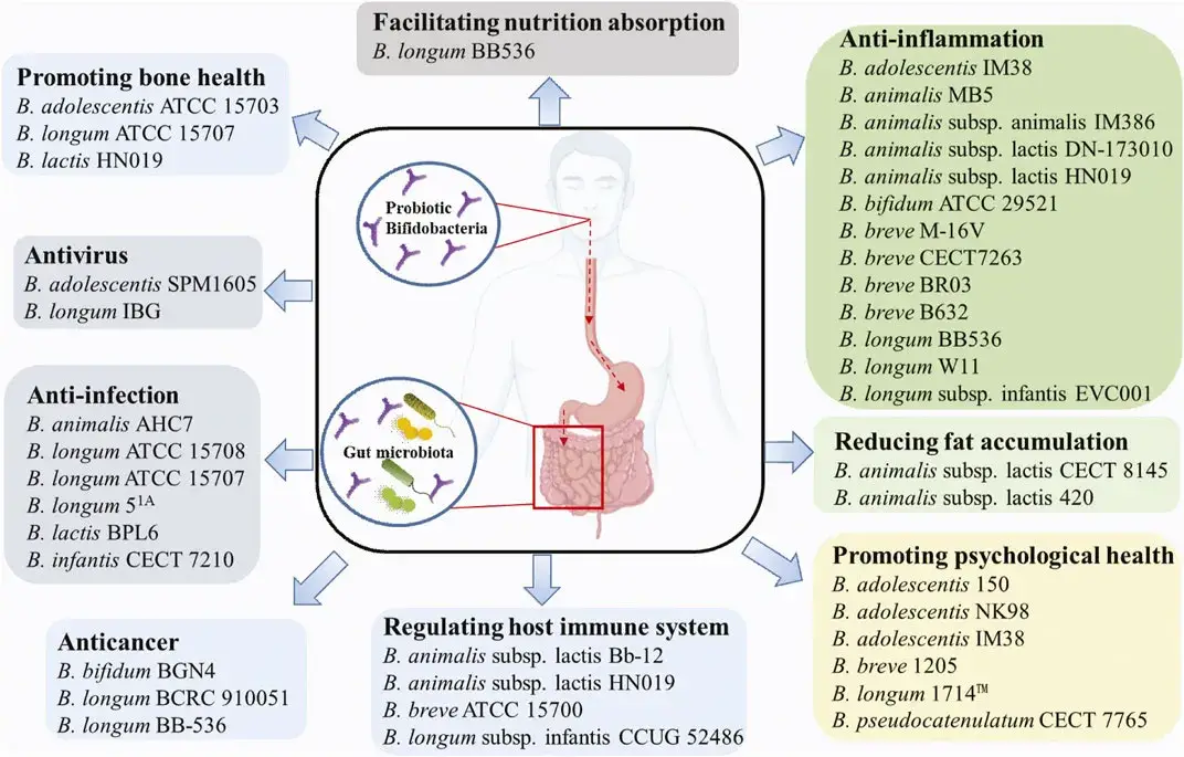 Probiotics - Definition, Mechanisms, Health Effects