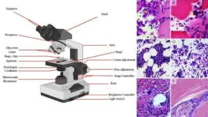 Bright Field Microscope – Definition, Parts, Working Principle, Application