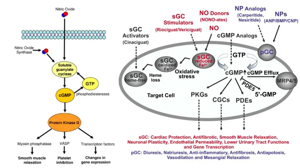 cGMP Pathway – Definition, Steps, Functions, Regulation - Biology Notes ...