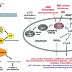 cGMP Pathway – Definition, Steps, Functions, Regulation