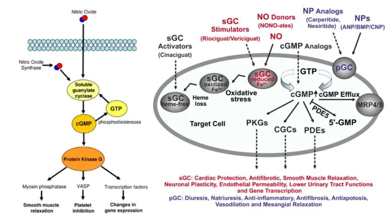 cGMP Pathway – Definition, Steps, Functions, Regulation