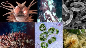Chemosynthetic Bacteria – Examples, Definition, Pathways, and Processes