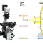 Confocal Microscope Principle, Uses, Parts, Advantages, and Disadvantages.