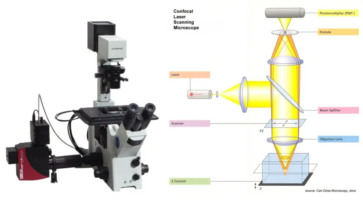 Confocal Microscope Principle, Uses, Parts, Advantages, and Disadvantages.