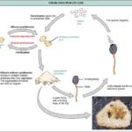 Reproduction In Protista and Life Cycle