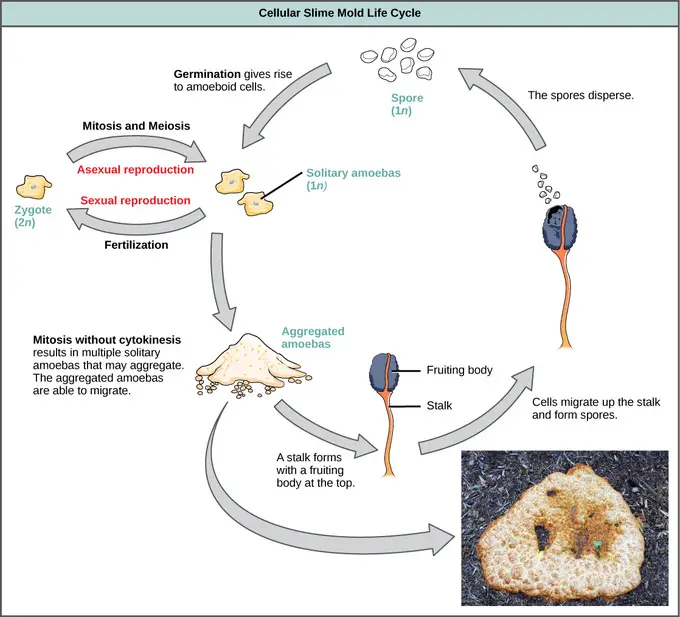 Reproduction In Protista and Life Cycle