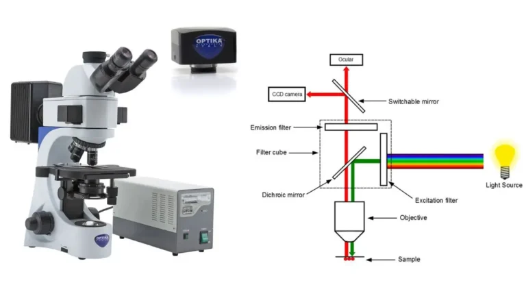 Fluorescence Microscopy - Definition, Principle, Parts, Uses, Examples