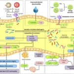 Prebiotics - Definition, Types, Sources, Mechanisms