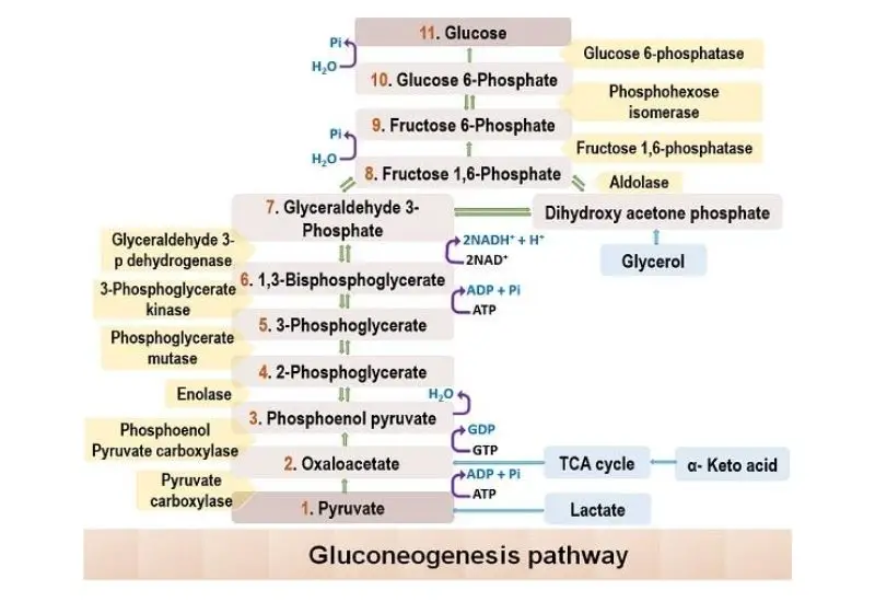 Gluconeogenesis - Definition, Steps, Reactions, Substrates, Importance